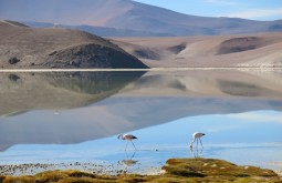 Flamingos na Laguna Santa Rosa, nosso segundo e terceiros dias de expedição - Foto de Alexandre Sanfugro