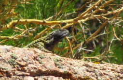 Pequeno-lagarto-encontrado-próximo-ao-refúgio-Real-de-la-Cruz