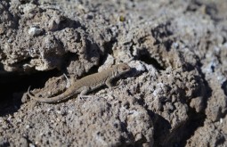 Pequeno lagarto que habita grandes altitudes no Atacama - Foto de Emiliano Araujo