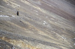 ACONCAGUA - Gary Erwin subindo para Nido de Condores a 5500m, o segundo acampamento na montanha.jpg - Foto Gabriel Tarso
