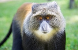 KILI - Macaco visto no primeiro dia do trekking - Foto Gabriel Tarso