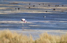 Flamingos em Laguna Santa Rosa