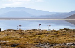 Flamingos na Laguna Santa Rosa, nosso segundo e terceiros dias de expedição - Foto de Emiliano Araujo