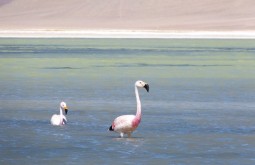 Flamingos na Laguna Santa Rosa, nosso segundo e terceiros dias de expedição - Foto de Gustavo Uria