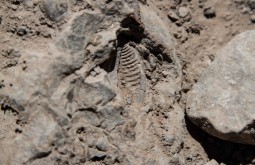 Pequeno fóssil encontrado a 4000 a caminho de PLaza Francia - Foto de Ashok Kipatri
