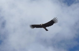 Condor voando baixo perto de Pelechuco