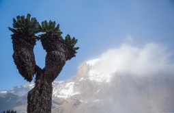KILI - Árvores de 800 anos de idade no kilimanjaro - Foto Gabriel Tarso